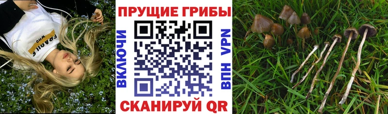 Галлюциногенные грибы Psilocybine cubensis Райчихинск